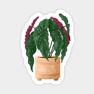 Begonia Maculata 5 Sticker